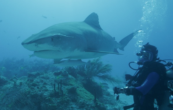 Andrew Mayne diving with sharks